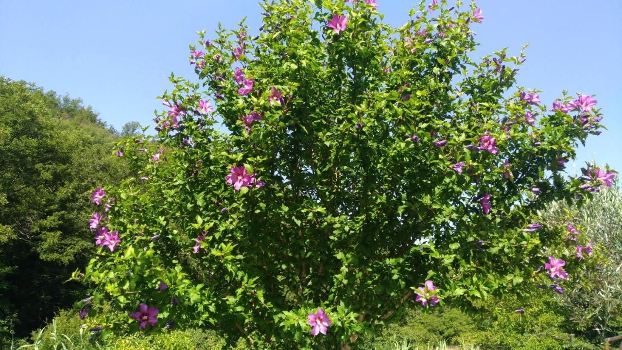 Palia's Laino Borgo